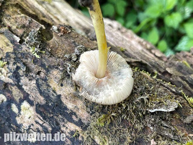 Gelbstieliger Dachpilz, Pluteus romellii