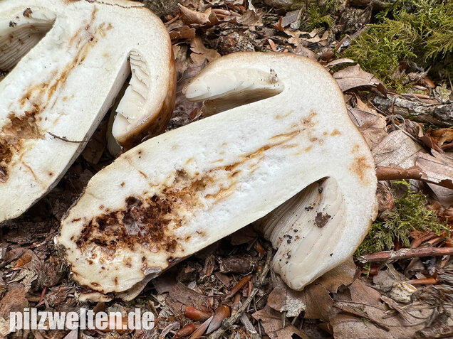 Gilbender Stinktäubling, Russula subfoetens