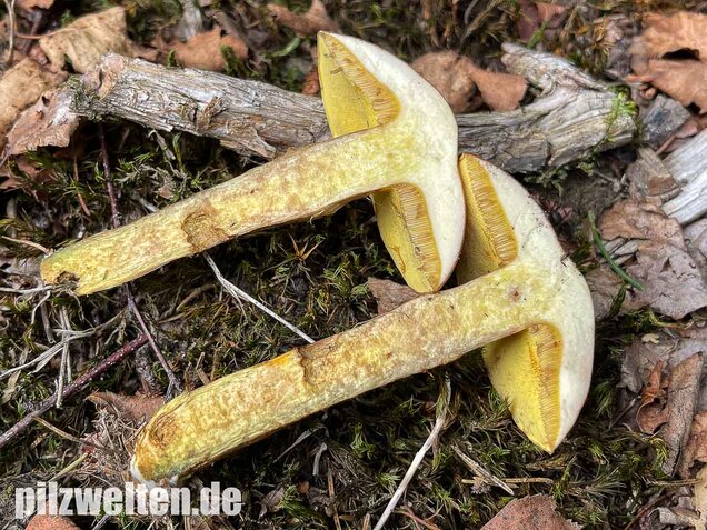 Goldröhrling, Suillus grevillei