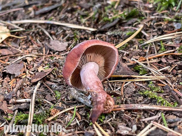 Kampfermilchling, Lactarius camphoratus
