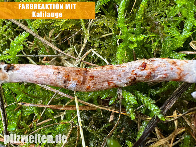 Kupferschuppiger Dickfuß, Cortinarius spilomeus