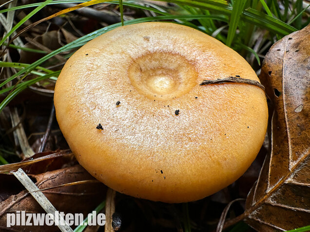 Lachsreizker, Lactarius salmonicolor