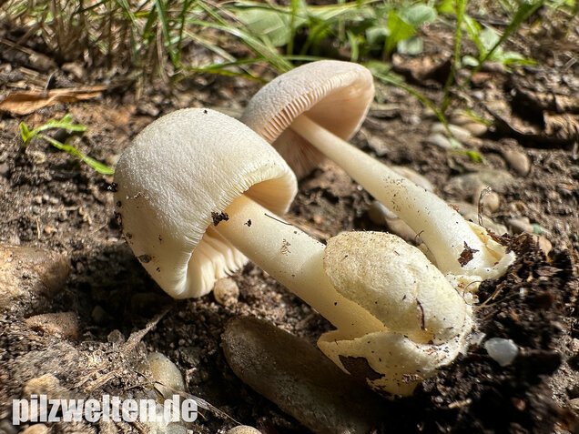 Mausgrauer Scheidling, Volvariella murinella