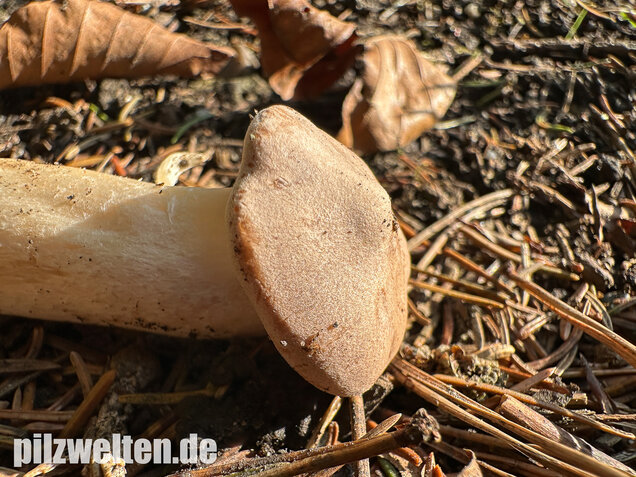 Mönchskopf, Infundibulicybe geotropa