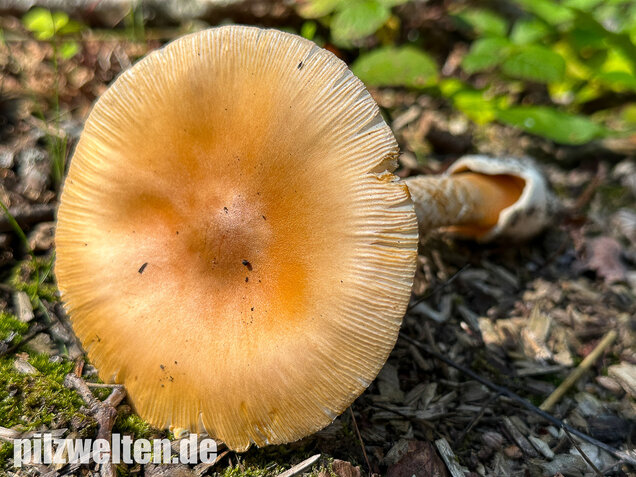 Orangegelber Scheidenstreifling, Amanita crocea