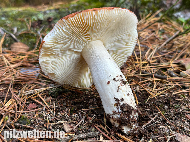 Orangeroter Graustieltäubling, Orangeroter Moor-Täubling, Russula decolorans