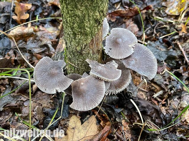 Rillstieliger Helmling, Mycena polygramma