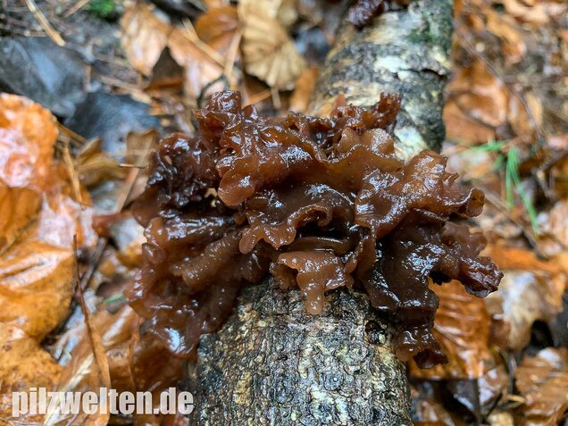 Rotbrauner Zitterling, Tremella foliacea