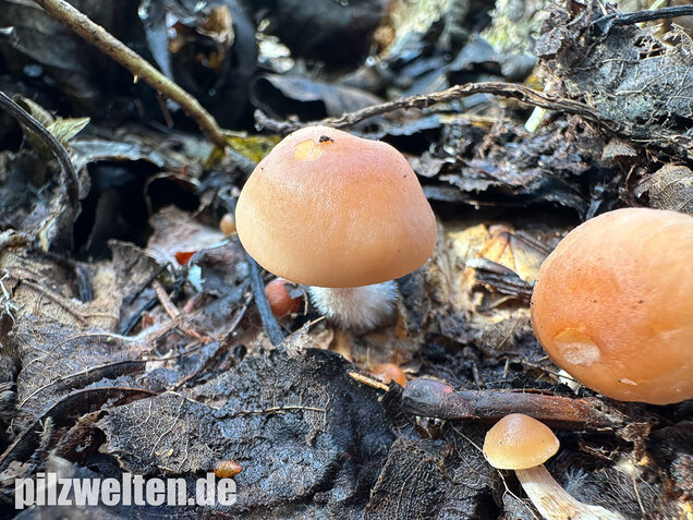 Striegeliger Rübling, Stinkender Frühlingsrübling, Gymnopus hariolorum