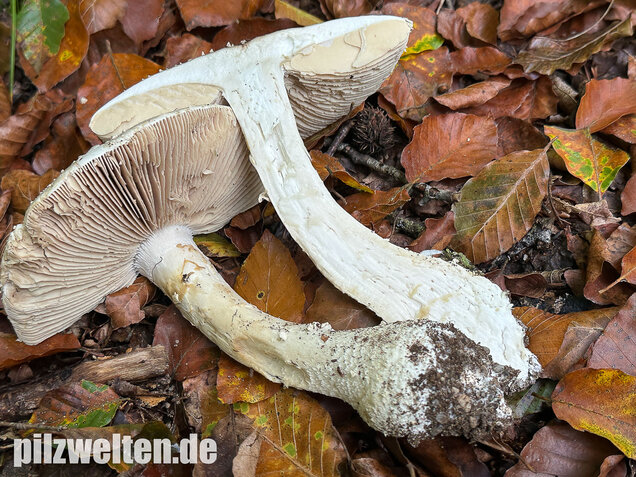 Spitzkegeliger Wulstling, Amanita echinocephala