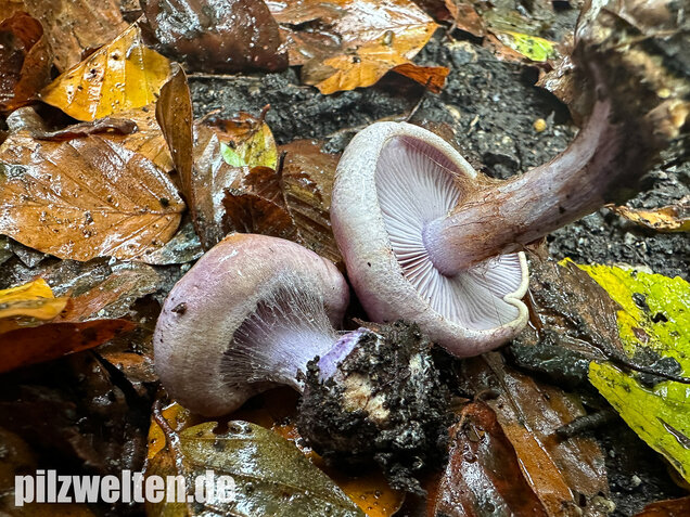 Violetter Klumpfuß, Calonarius sodagnitus