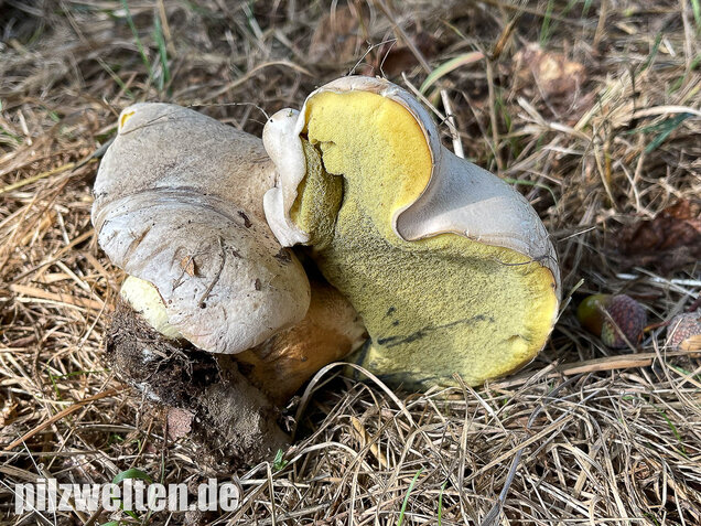 Wurzelnder Bitterröhrling, Caloboletus radicans