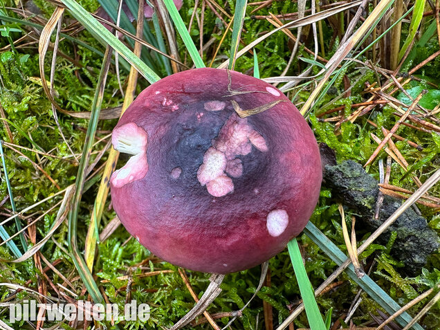 Zedernholz-Täubling, Heimtückischer Täubling, Russula badia