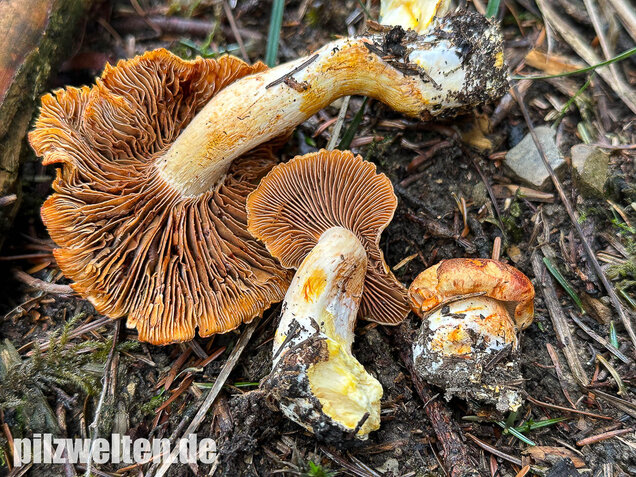 Gilbender Raukopf, Cystinarius rubicundulus