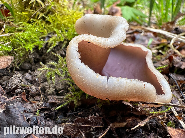 Braunvioletter Brandstellenbecherling, Violetter Becherling, Geoscypha violacea