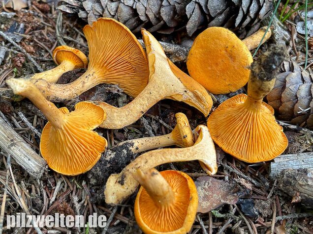 Falscher Pfifferling, Afterleistling, Hygrophoropsis aurantiaca