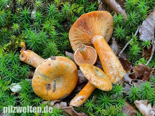 Fichtenreizker, Lactarius deterrimus