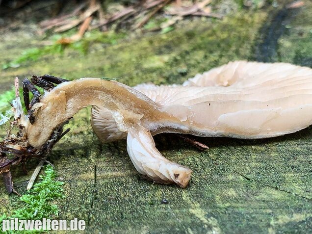 Fleischbräunlicher Anistrichterling, Clitocybe obsoleta