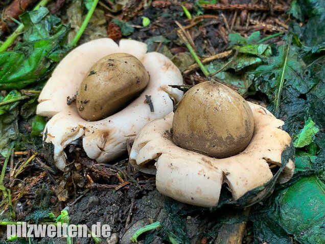 Gewimperter Erdstern, Geastrum fimbriatum