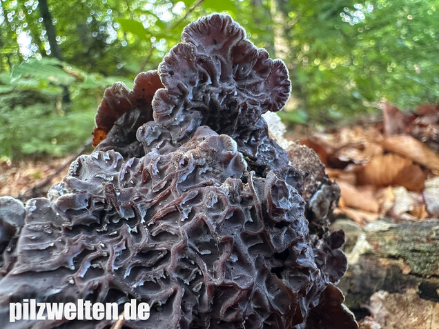 Gezonter Ohrlappenpilz,  Auricularia mesenterica
