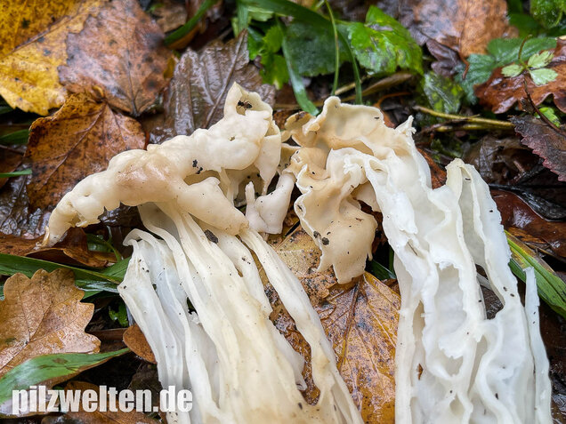 Herbstlorchel, Helvella crispa