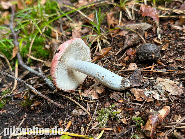 Kleiner Rosatäubling, Russula minutula