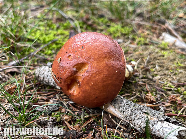 Körnchenröhrling, Suillus granulatus