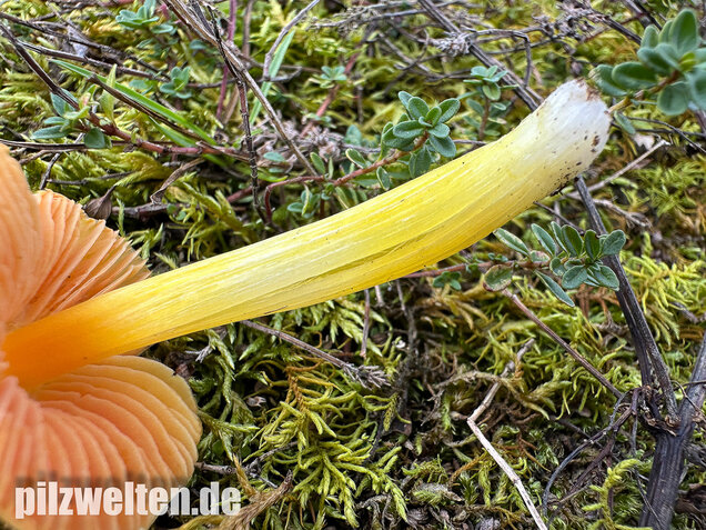 Kugelsporiger Saftling, Hygrocybe subglobispora