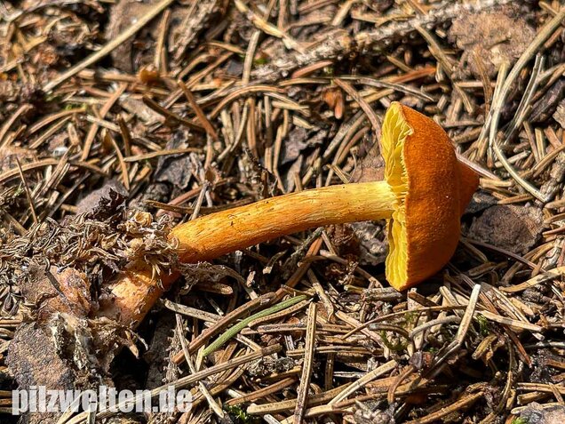 Kupferroter Hautkopf, Cortinarius uliginosus