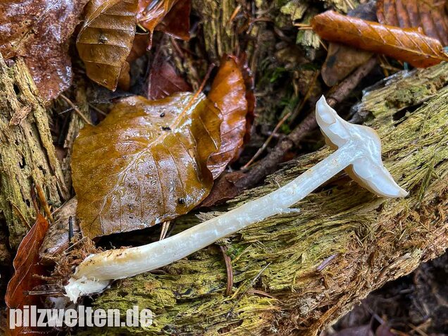 Lästiger Ritterling, Tricholoma inamoenum