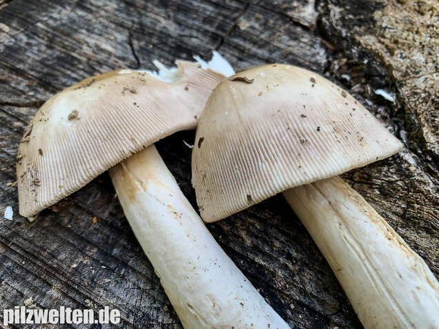 Ockergrauer Scheidenstreifling, Amanita lividopallescens