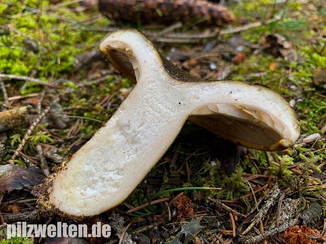 Olivbrauner Milchling, Lactarius turpis