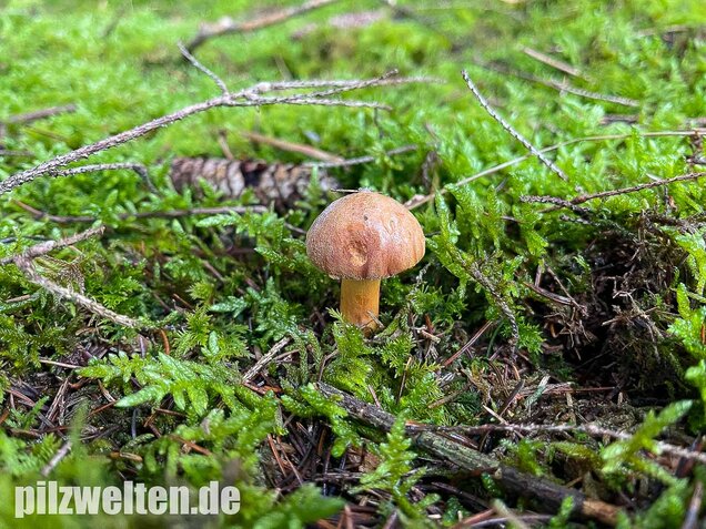 Pfefferröhrling, Chalciporus piperatus