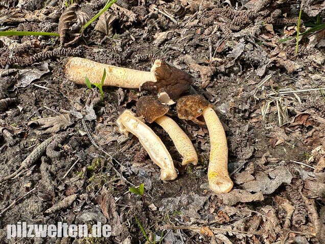 Runzelige Fingerhutverpel, Verpa digitaliformis