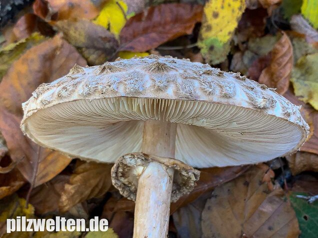 Olivbrauner Safranschirmling, Wald-Safranschirmling, Chlorophyllum olivieri
