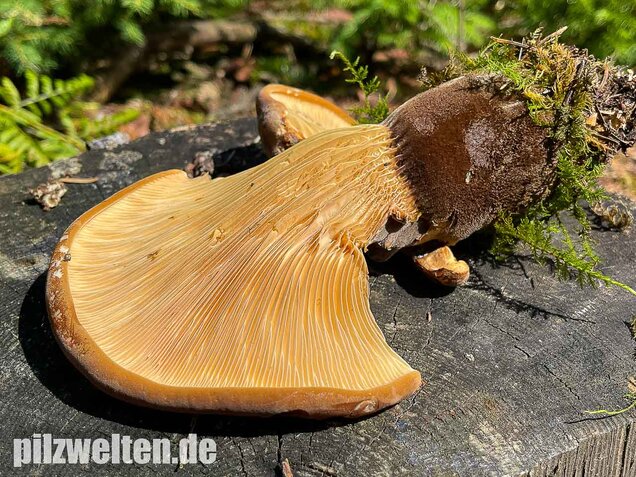 Samtfußkrempling, Tapinella atrotomentosa