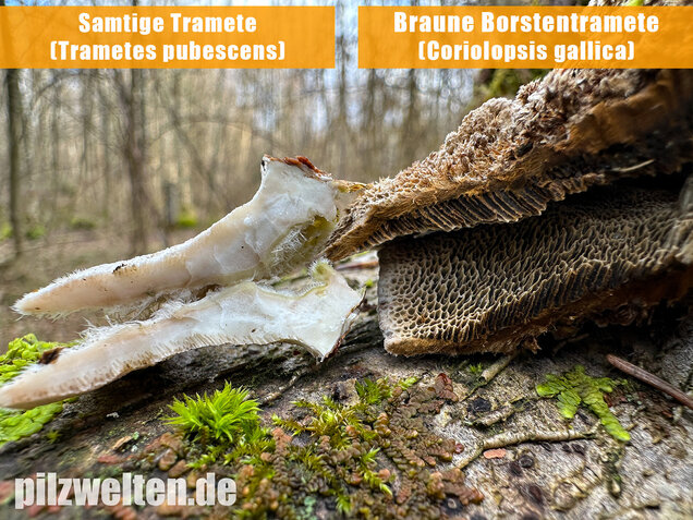 Samtige Tramete, Trametes pubescens