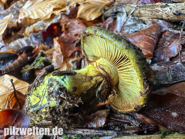 Schwarzgrüner Klumpfuß, Calonarius atrovirens
