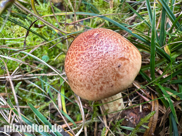 Stinkender Schleimkopf, Gelber Schleimkopf, Phlegmacium mussivum