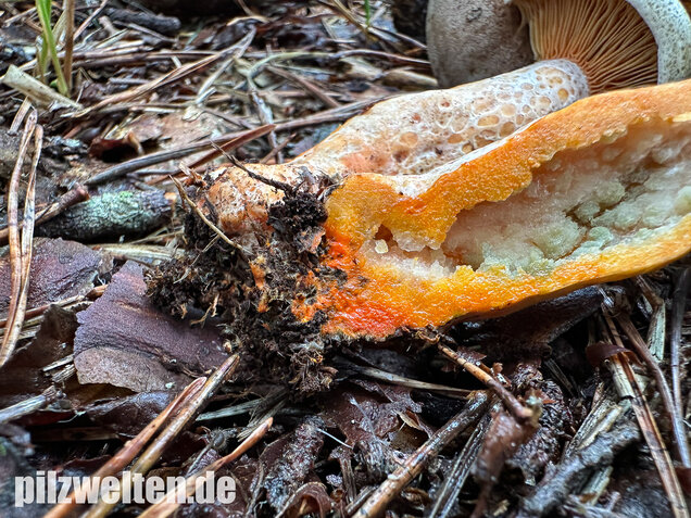 Wechselblauer Edelreizker, Lactarius quieticolor