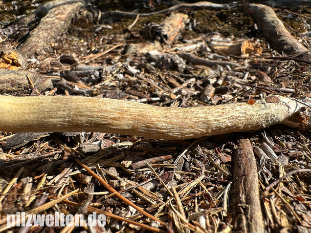 Weißer Birkenpilz, Leccinum holopus