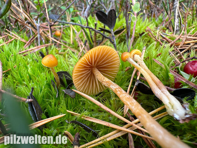 Gesäumter Häubling, Moorhäubling, Galerina paludosa