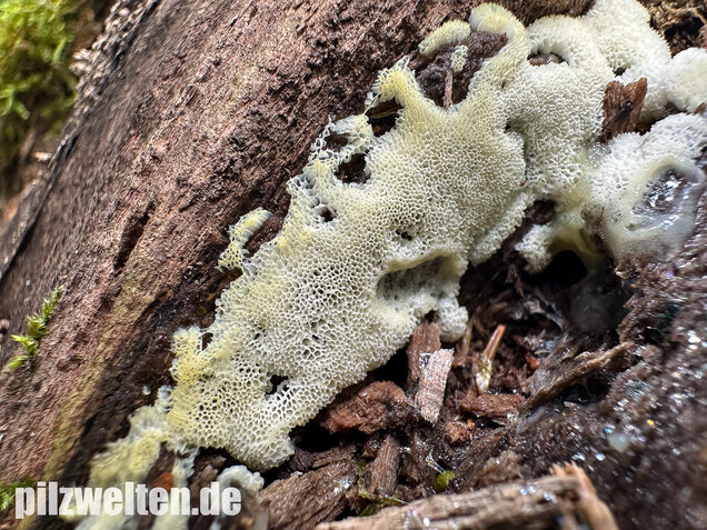 Weißgelbes Netzpolster, Ceratiomyxa porioides