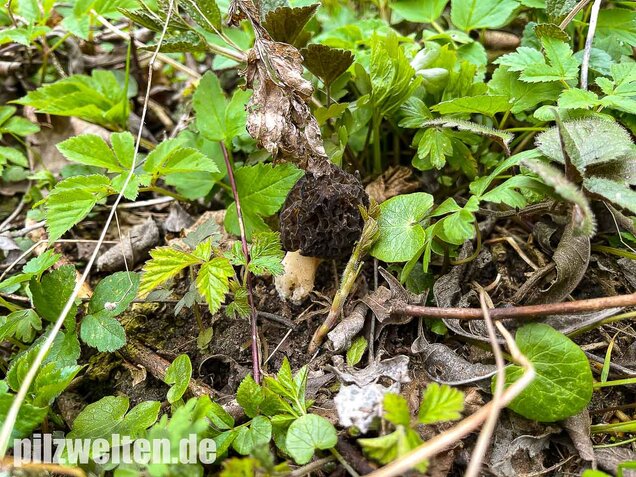 Spitzmorchel, Morchella elata, Morchella conica