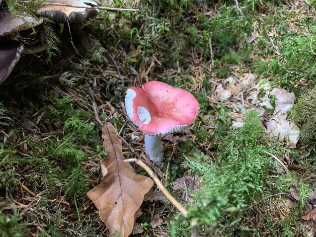 Birkenspeitäubling, Russula betularum