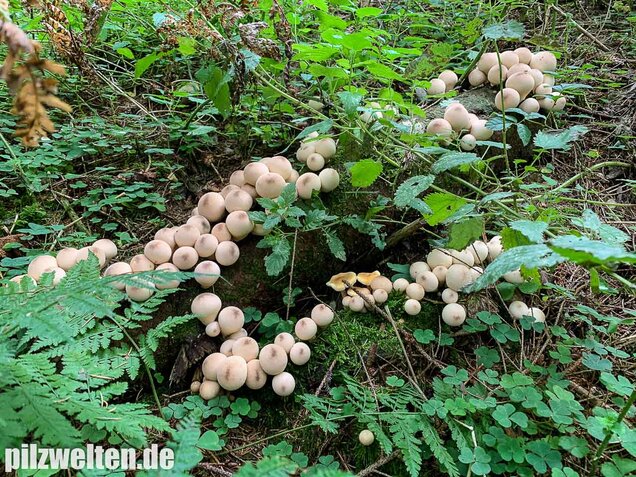 Birnenstäubling, Apioperdon pyriforme