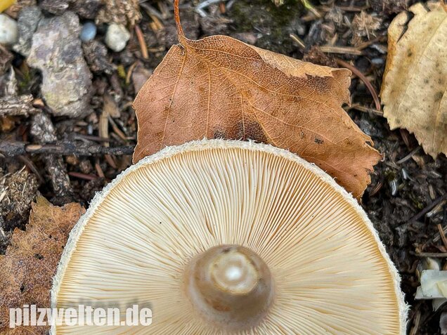 Blasser Birkenmilchling, Lactarius pubescens