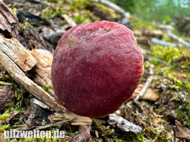 Blutroter Filzröhrling, Blutroter Gartenfilzröhrling, Hortiboletus rubellus