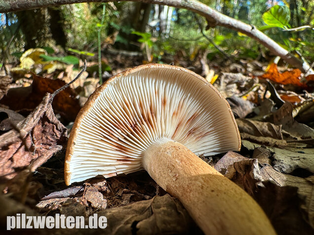 Braunschuppiger Ritterling, Feinschuppiger Ritterling, Tricholoma imbricatum