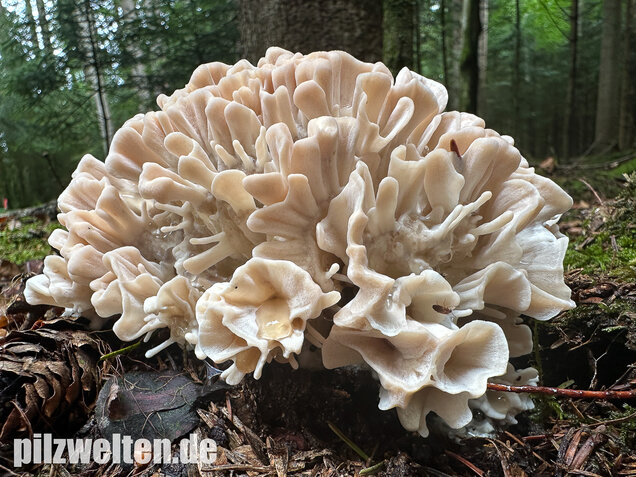 Breitblättrige Glucke, Sparassis brevipes